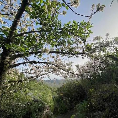 Ruta Del Tajinaste Azul * Valsequillo de Gran Canaria